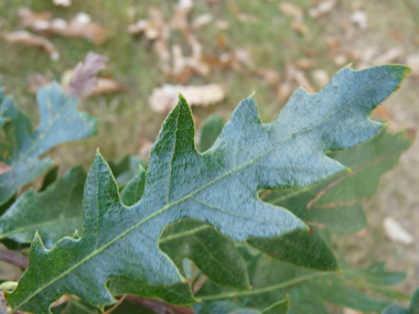 Feuilles alternes, longues de 6 à 12 cm, brillantes et allongées, de couleur vert sombre et terminées par une petite pointe. Les sinus peuvent parfois être profonds. Si elles sont glabres dessus, le dessous est pubescent. Agrandir dans une nouvelle fenêtre (ou onglet)